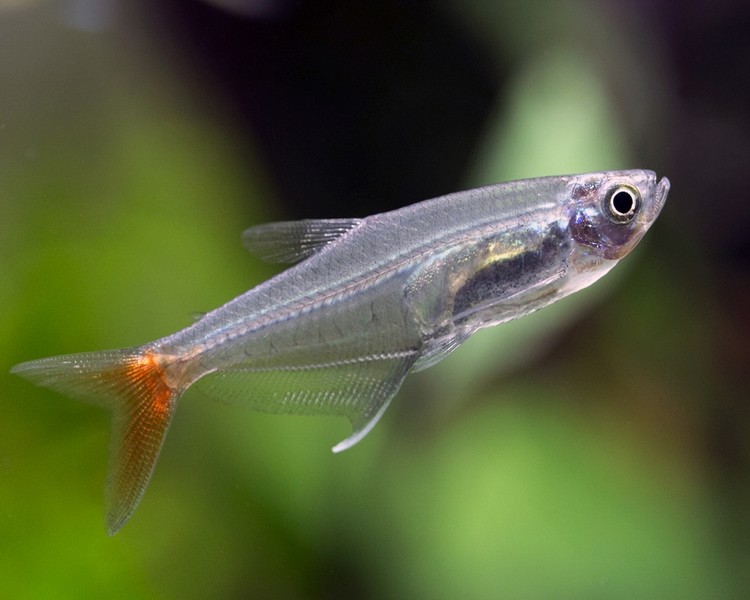 Glass Bloodfin Tetra ~ 2cm - 3cm